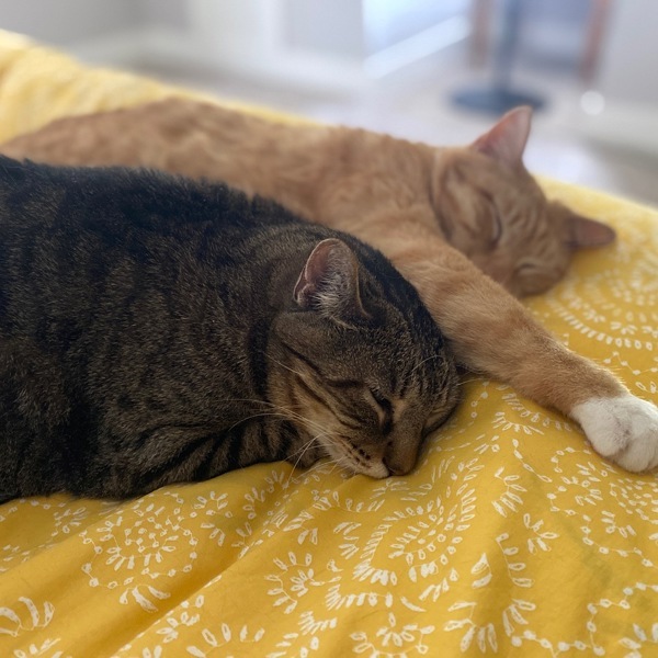 Boris -- Bonded Buddy With Buddy, an adoptable Domestic Short Hair in Des Moines, IA, 50313 | Photo Image 4