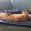 Boris -- Bonded Buddy With Buddy photo 5