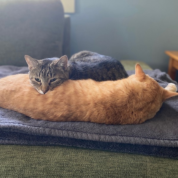 Boris -- Bonded Buddy With Buddy, an adoptable Domestic Short Hair in Des Moines, IA, 50313 | Photo Image 5