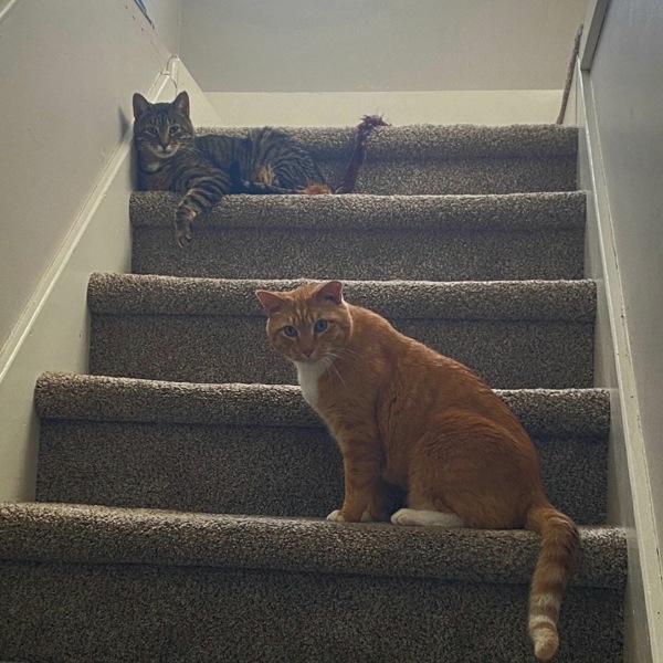 Boris -- Bonded Buddy With Buddy, an adoptable Domestic Short Hair in Des Moines, IA, 50313 | Photo Image 6