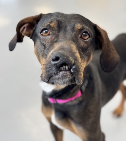 Bobby, an adoptable Mixed Breed in Gwinn, MI, 49841 | Photo Image 1