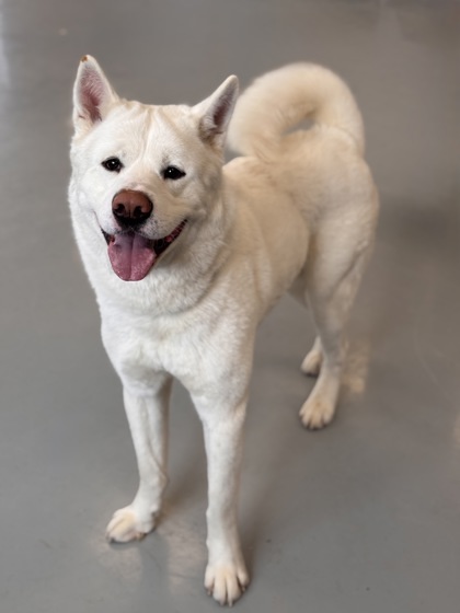 Boone, an adoptable Mixed Breed in Gwinn, MI, 49841 | Photo Image 1