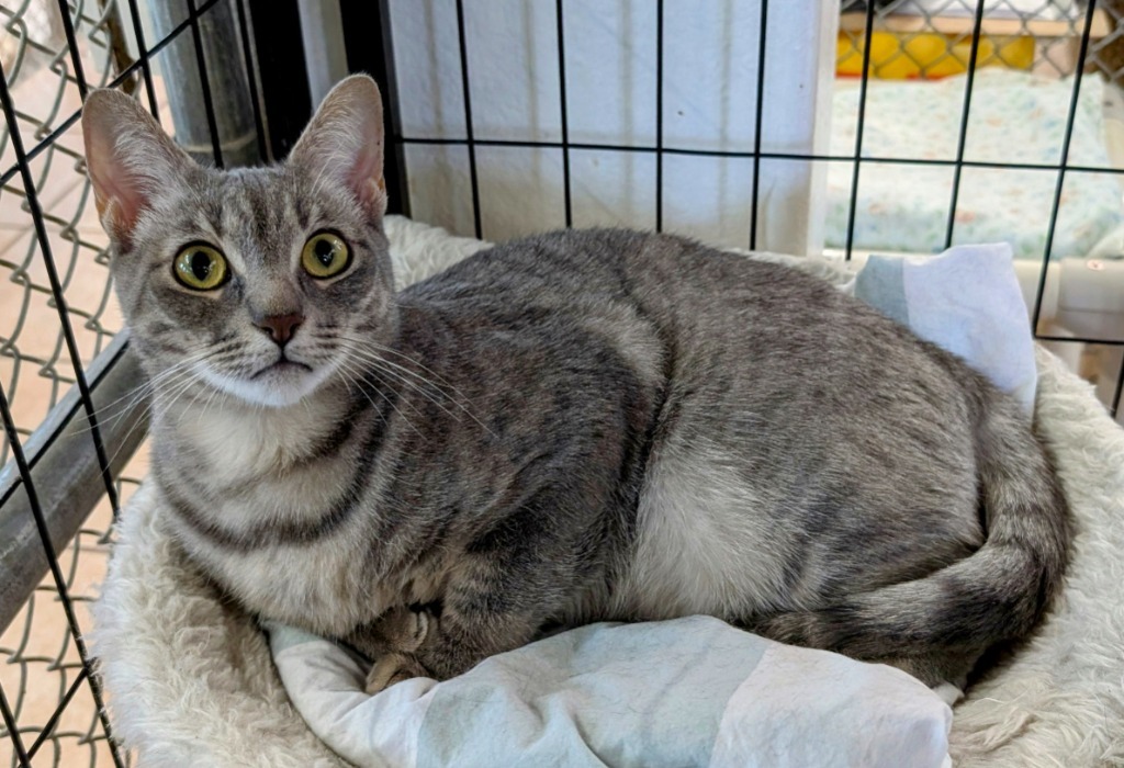 Cinnamon Toast Crunch / Raisin Bran