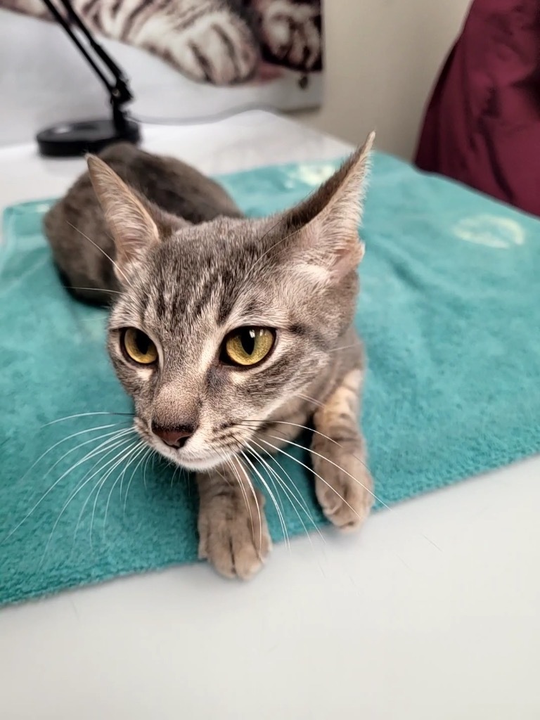 Cinnamon Toast Crunch / Raisin Bran