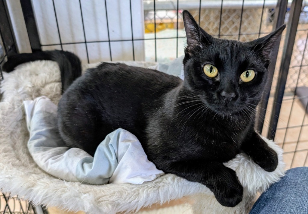 Cinnamon Toast Crunch / Raisin Bran