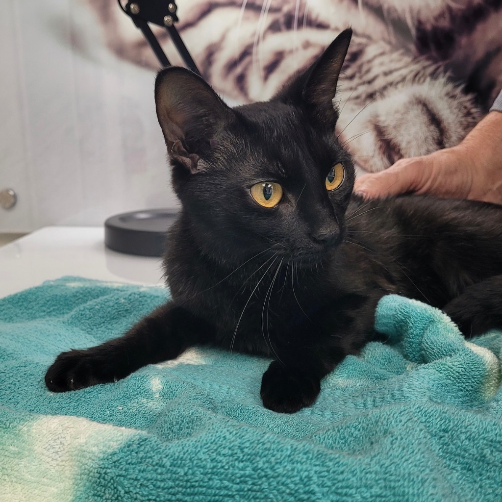 Cinnamon Toast Crunch / Raisin Bran