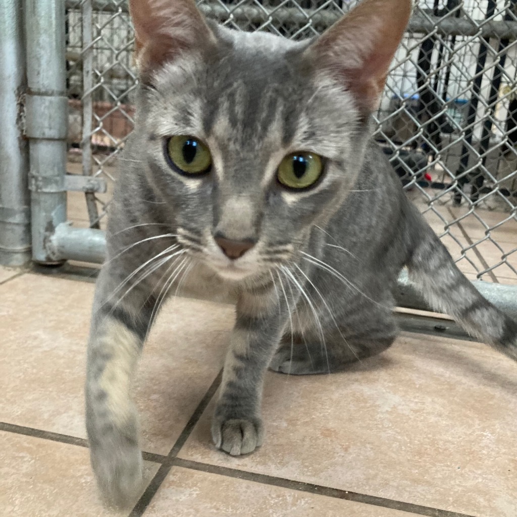 Cinnamon Toast Crunch / Raisin Bran