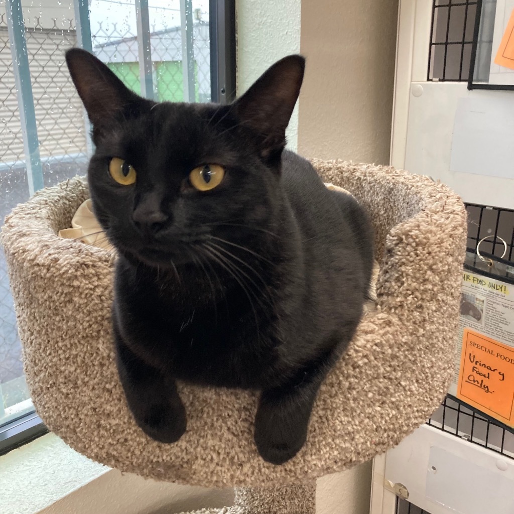 Cinnamon Toast Crunch / Raisin Bran