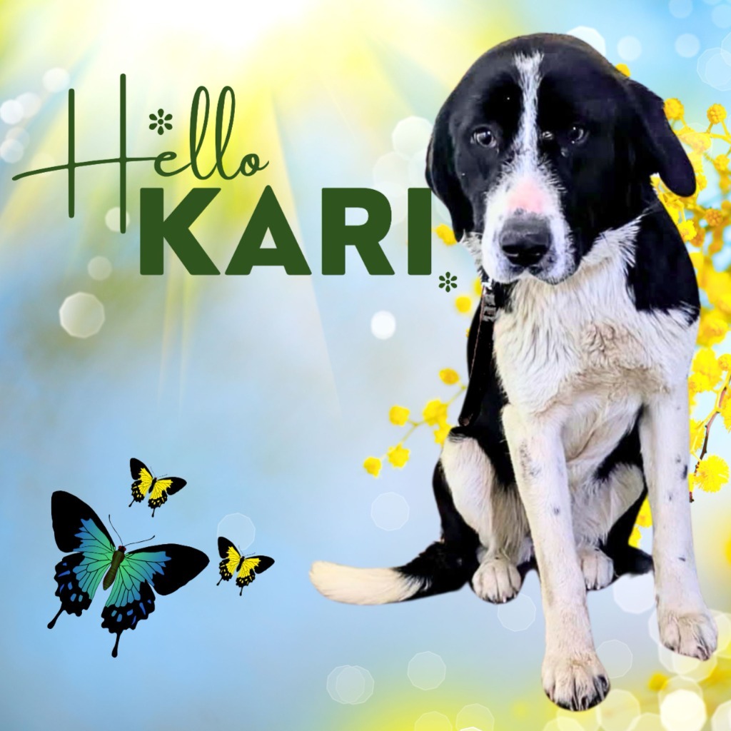 Kari