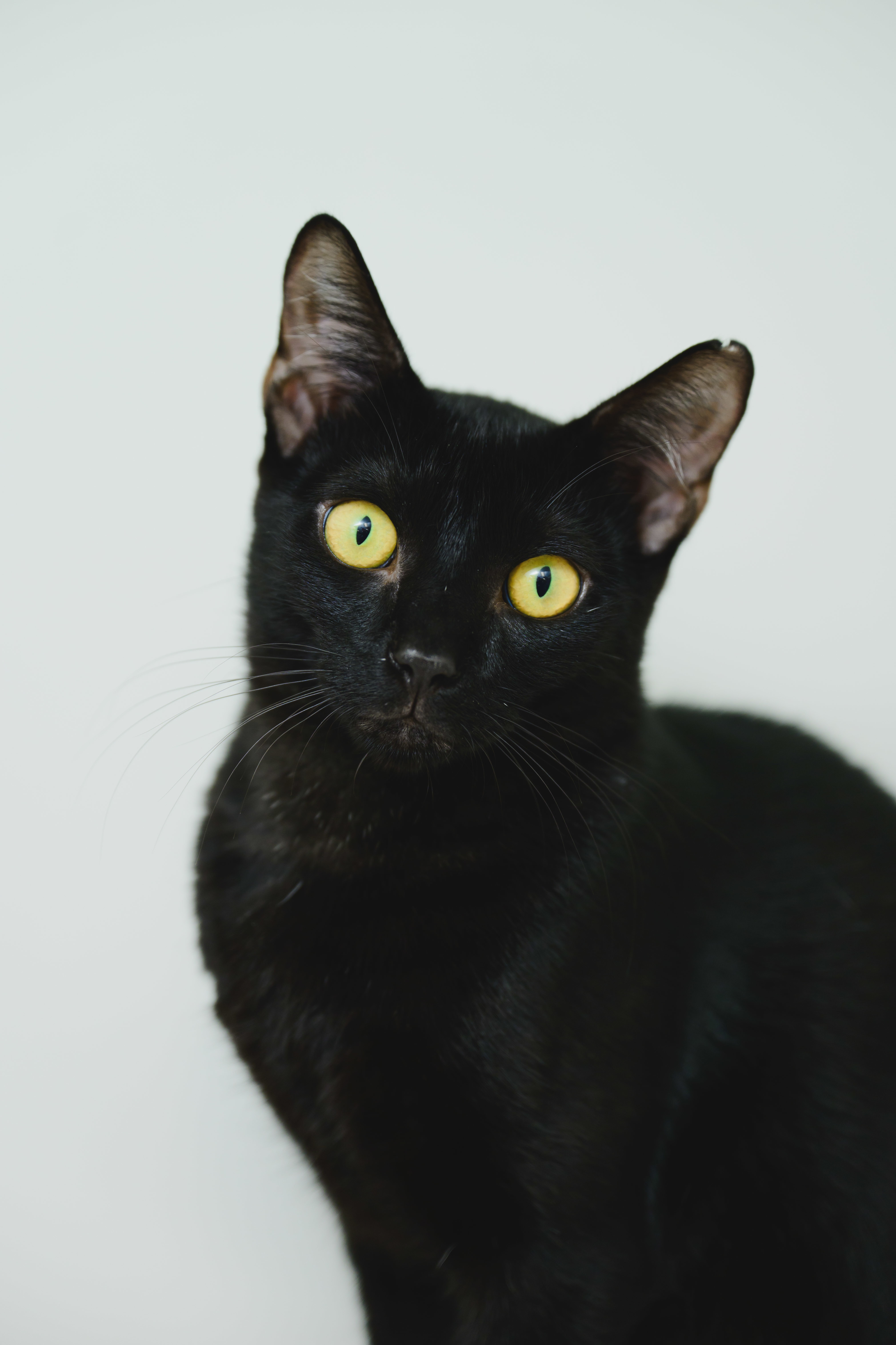 Onyx, an adoptable Domestic Short Hair in Honolulu, HI, 96826 | Photo Image 1
