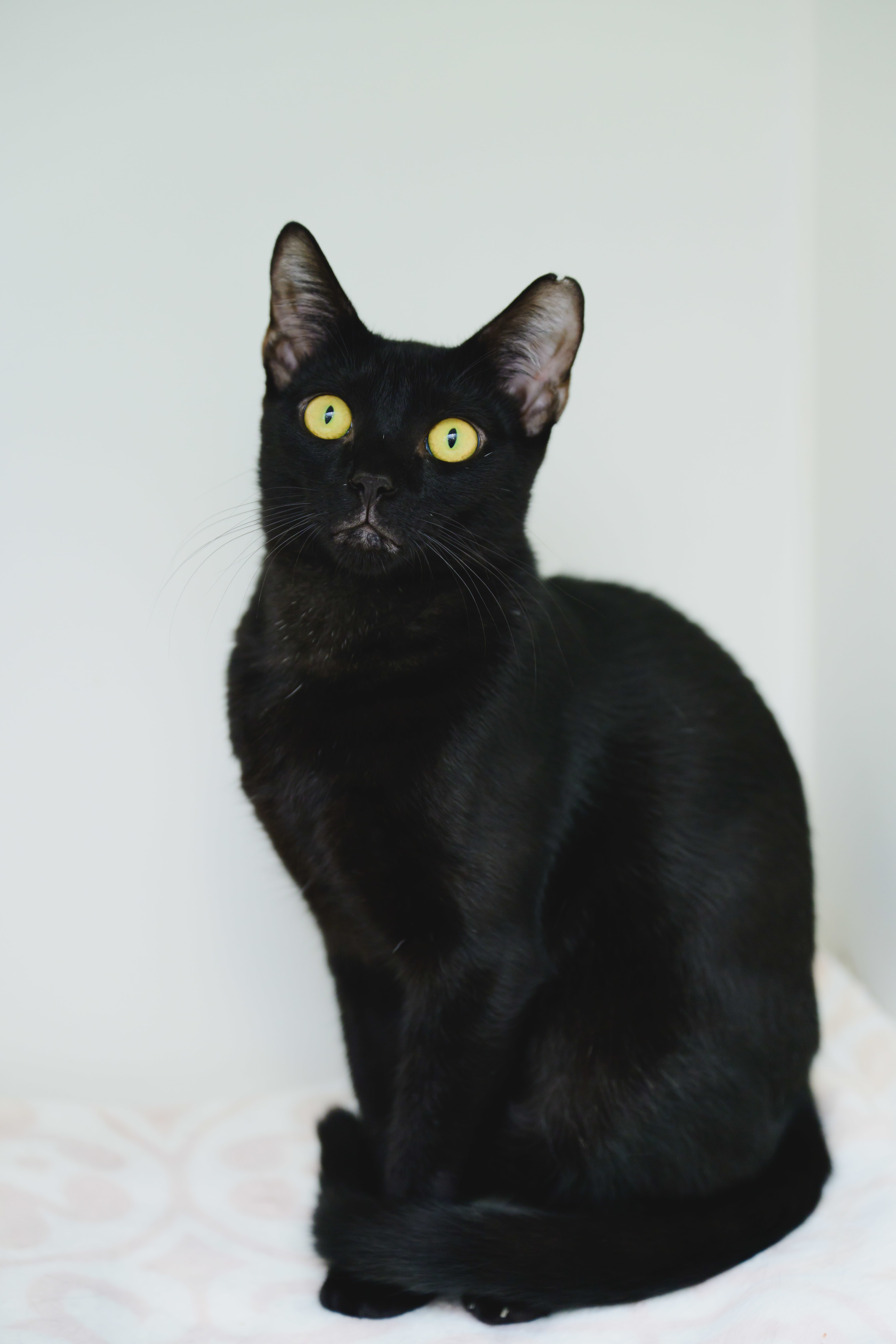 Onyx, an adoptable Domestic Short Hair in Honolulu, HI, 96826 | Photo Image 2