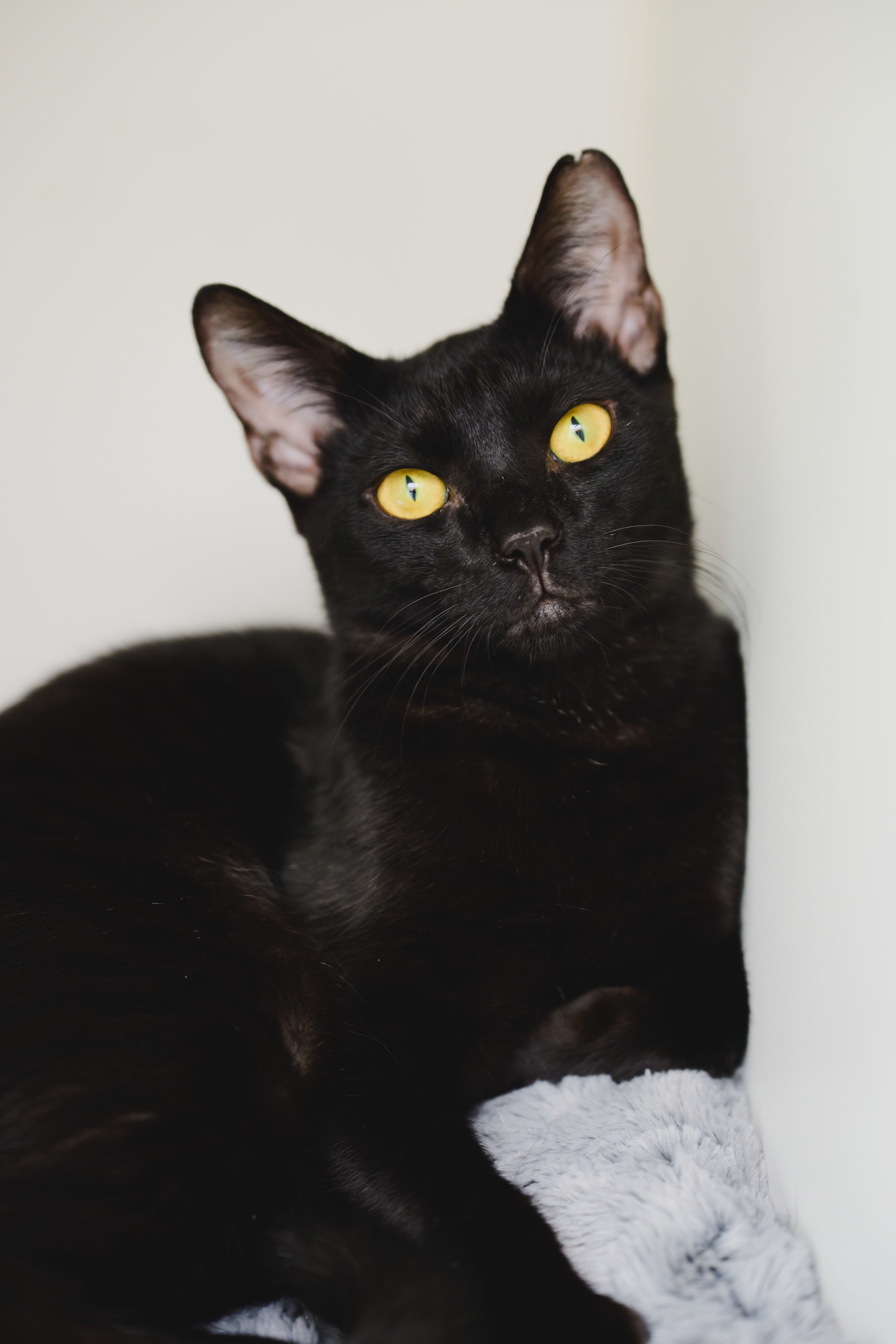 Onyx, an adoptable Domestic Short Hair in Honolulu, HI, 96826 | Photo Image 3