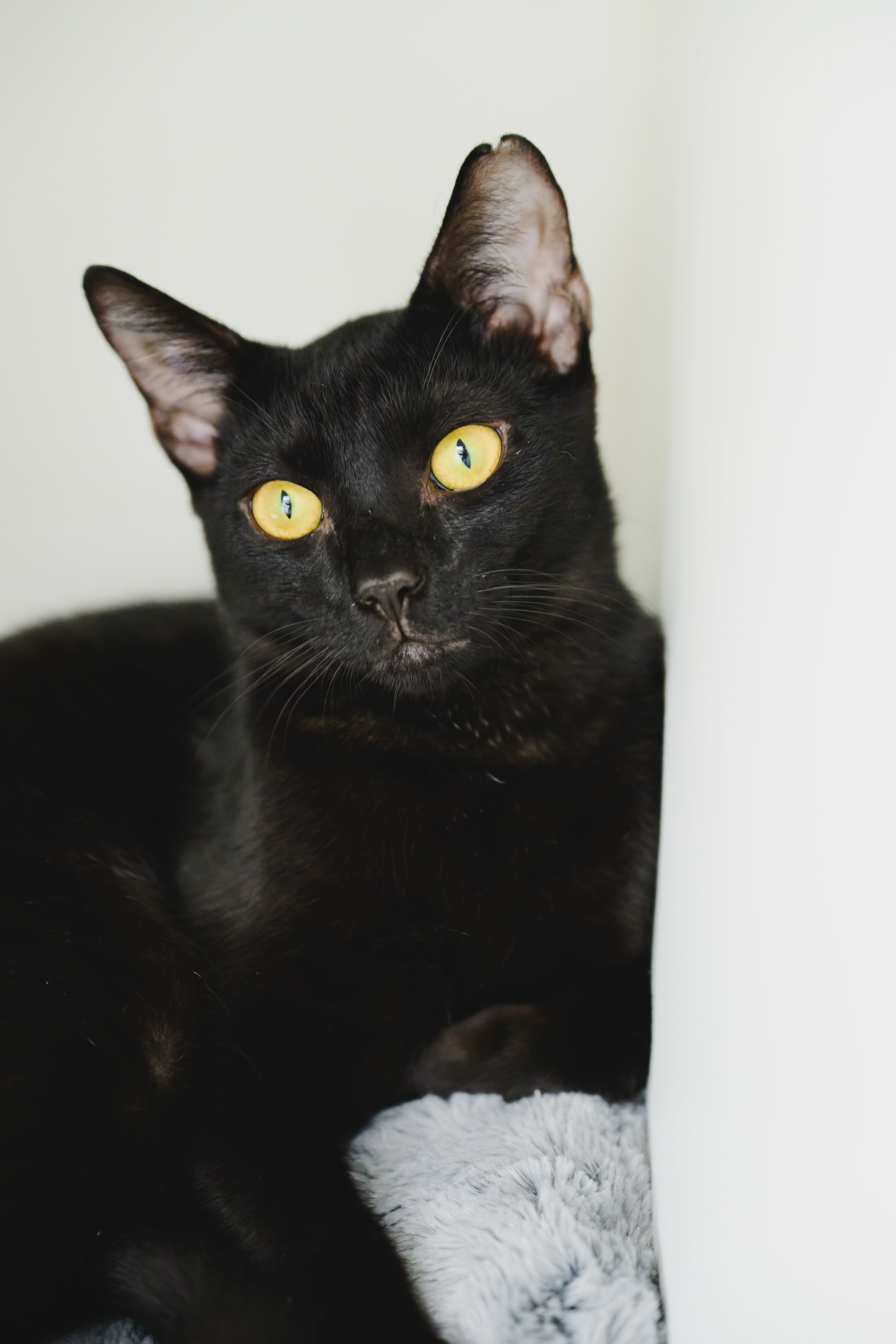 Onyx, an adoptable Domestic Short Hair in Honolulu, HI, 96826 | Photo Image 4