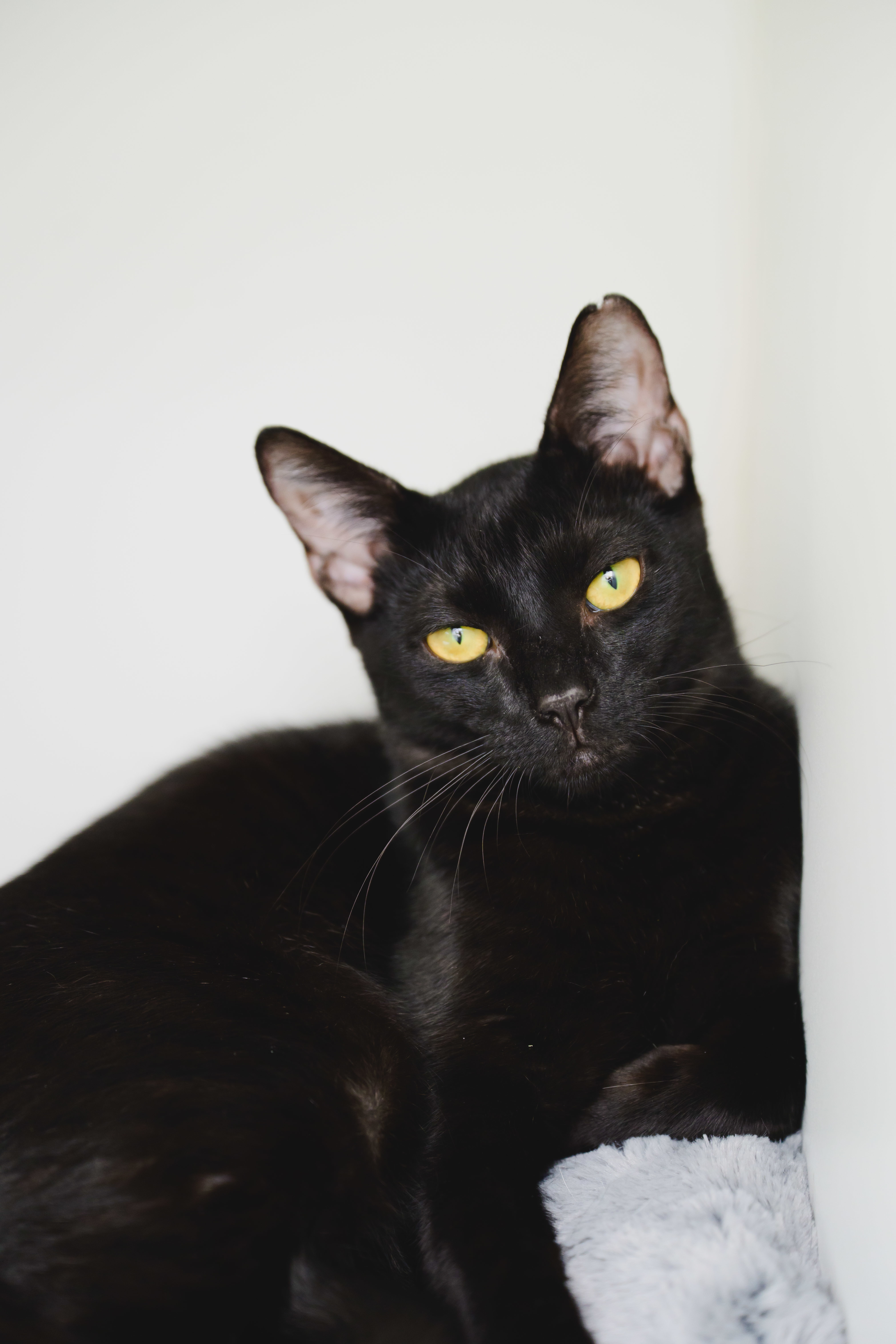 Onyx, an adoptable Domestic Short Hair in Honolulu, HI, 96826 | Photo Image 6