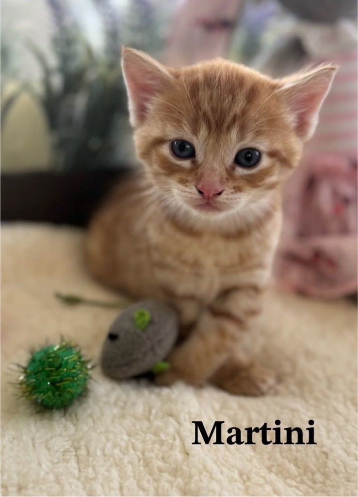Martini