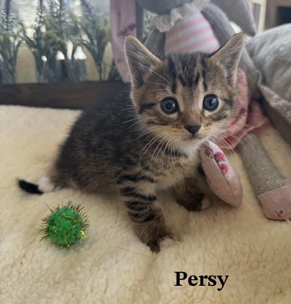 Percy