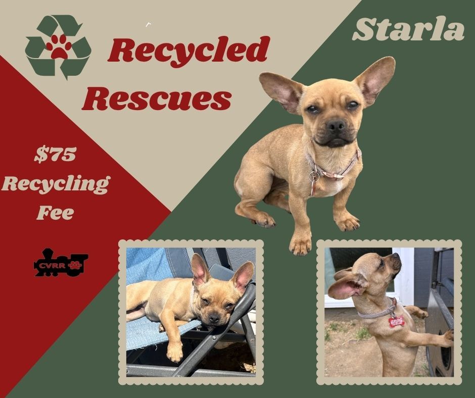 Starla (Recycle)