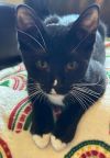 Socks - Petsmart Plantation Foster Home photo 1