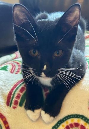 Socks - Petsmart Plantation Foster Home, Baby Male unknown
