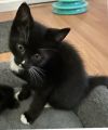 Socks - Petsmart Plantation Foster Home photo 2