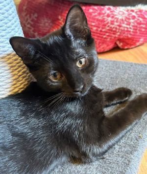 Blackjack - Petsmart Plantation Foster Home, Baby Female unknown