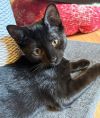 Blackjack - Petsmart Plantation Foster Home photo 1