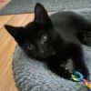 Blackjack - Petsmart Plantation Foster Home photo 2