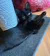 Blackjack - Petsmart Plantation Foster Home photo 3