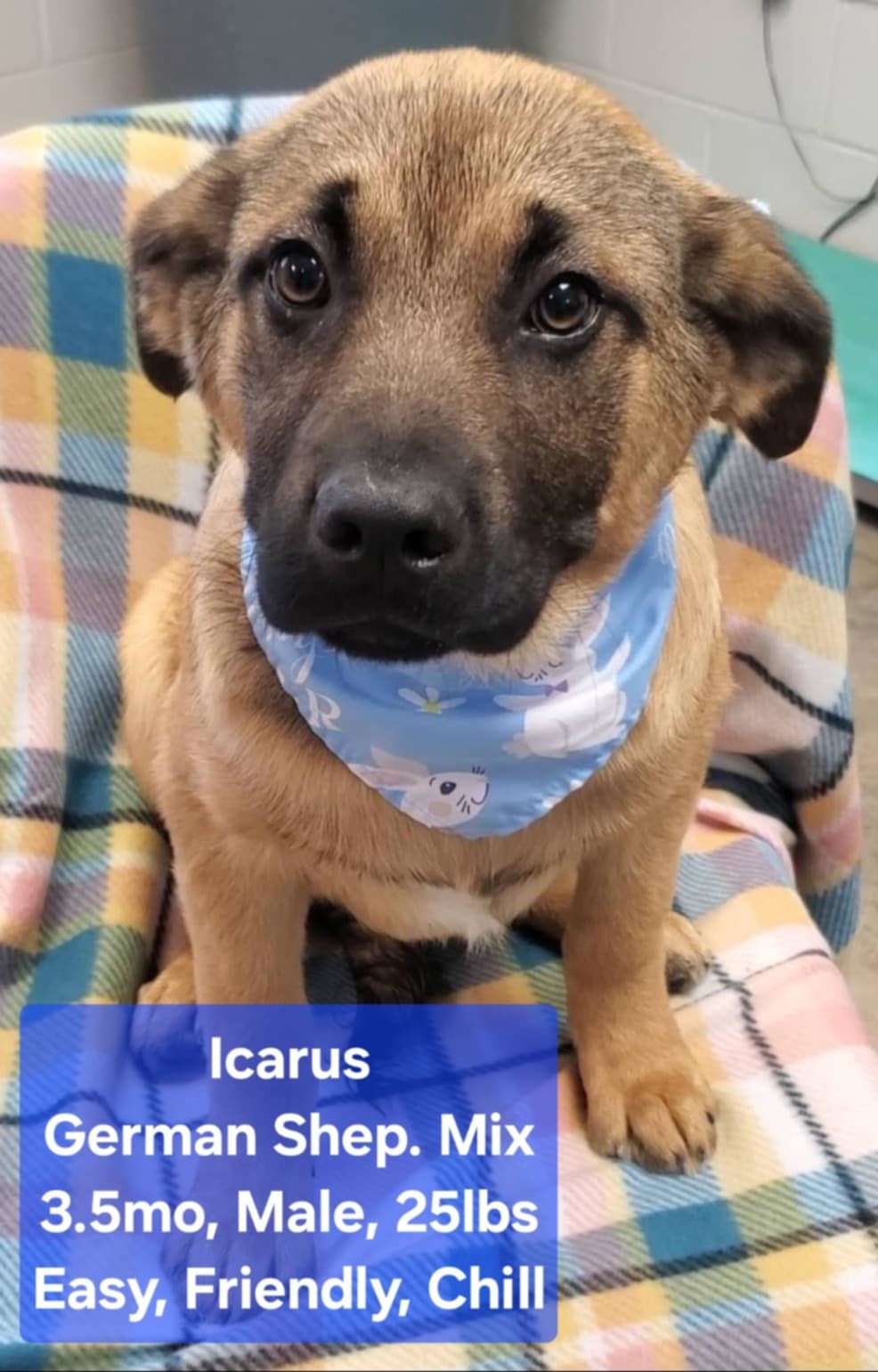 Icarus - M