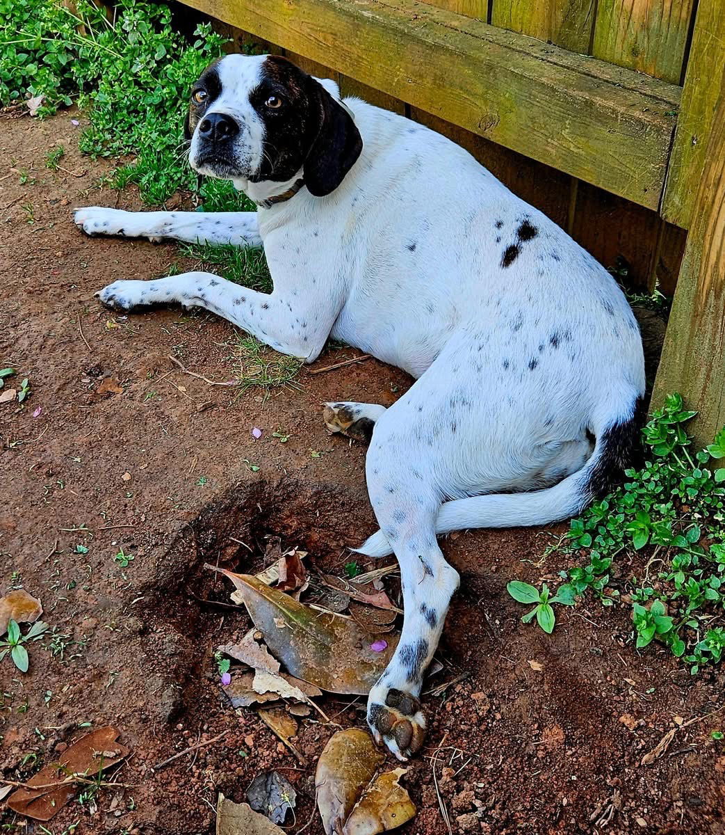 Nellie - Not at shelter (Kendra$