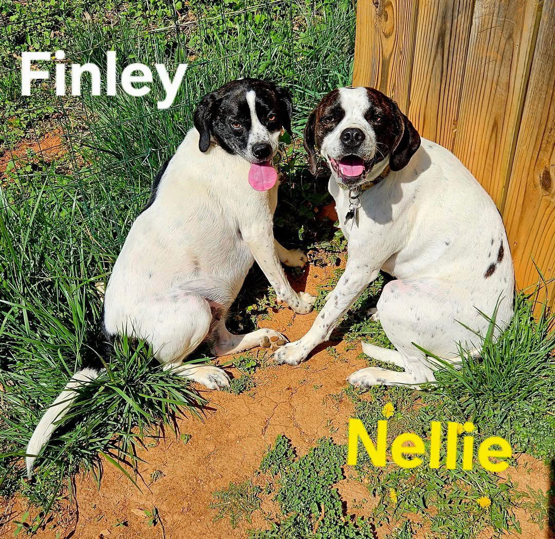 Nellie - Not at shelter (Kendra$