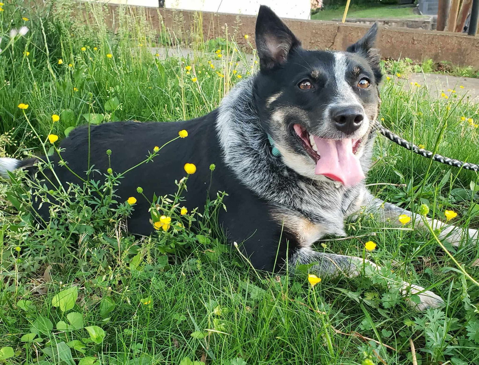 Bluey: Not at shelter (Dianne)