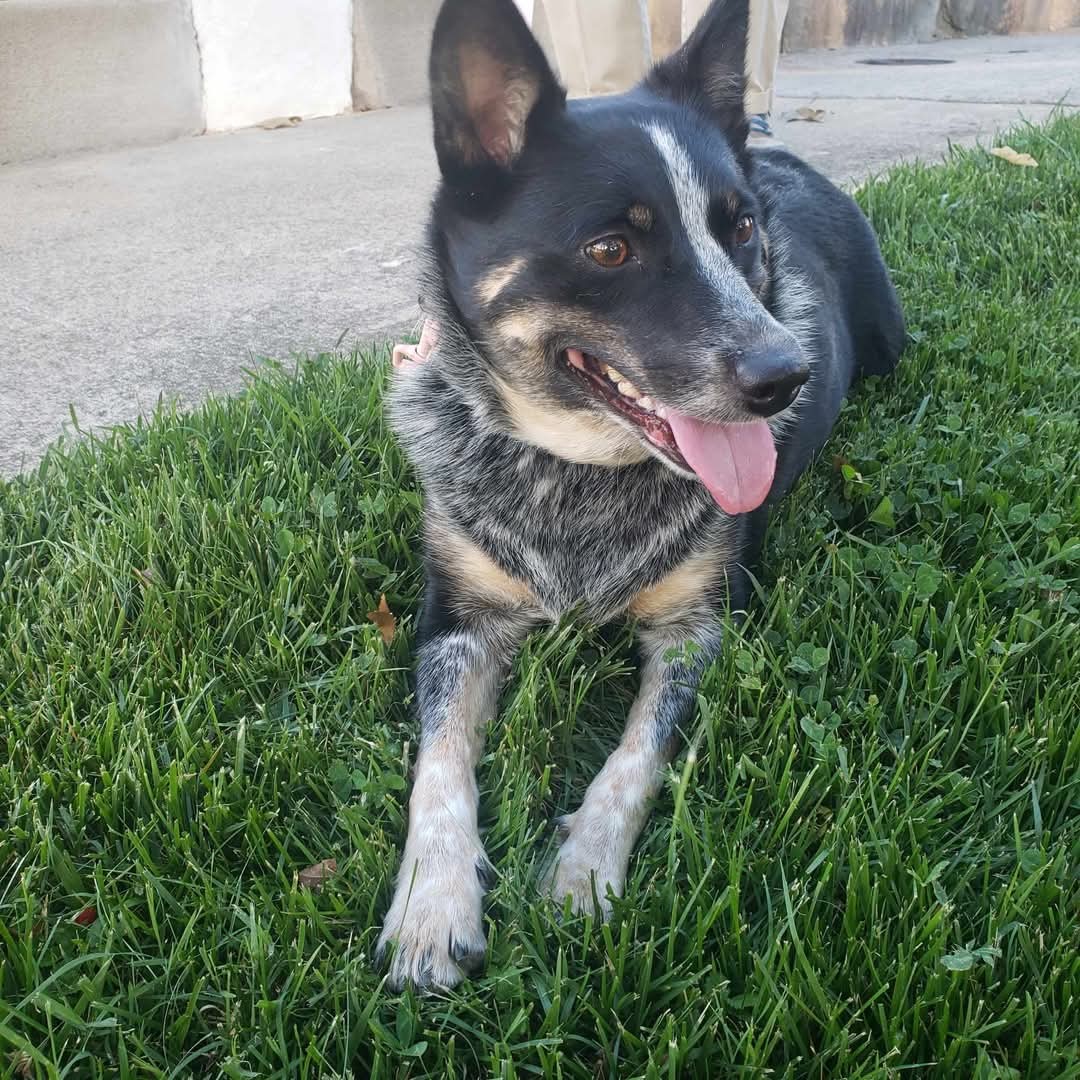 Bluey: Not at shelter (Dianne)