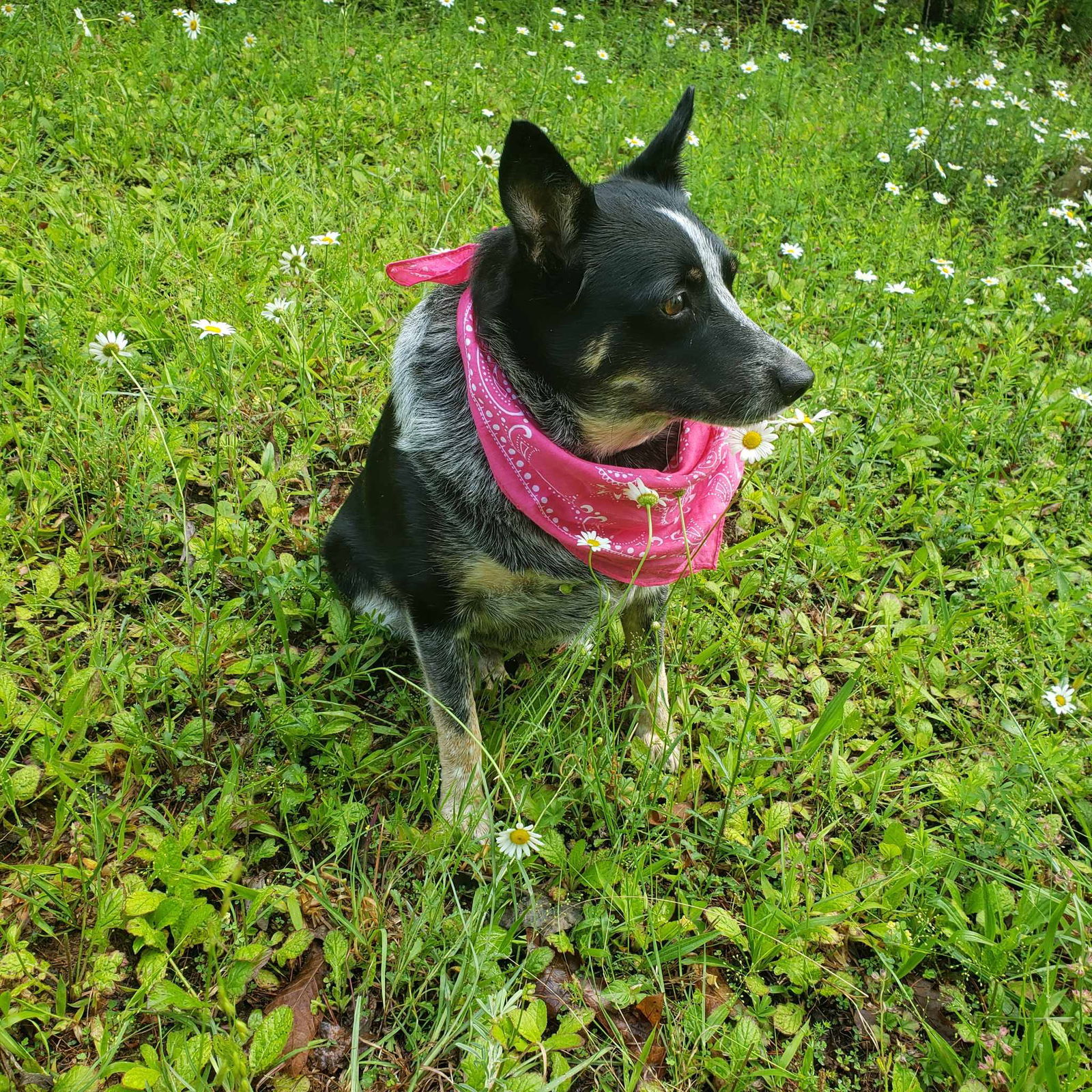 Bluey: Not at shelter (Dianne)