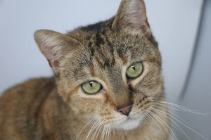 Lauralei Torbie Cat