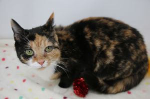 Cuddles Calico Cat