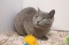 Lady Guinevere photo 1