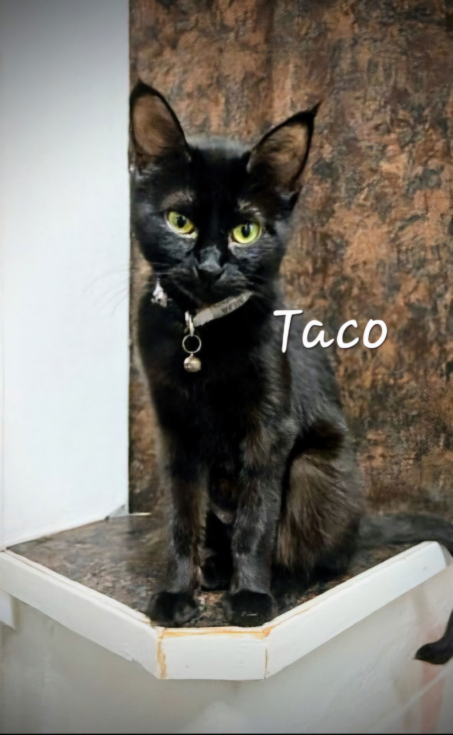 Taco #miss-foodie