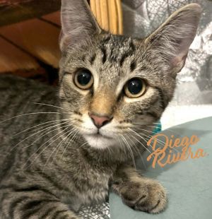 ONE OF THE ARTIST-COLONY LITTER DOB 7124 Hey there everyone Im Diego Rivera a handsome brown