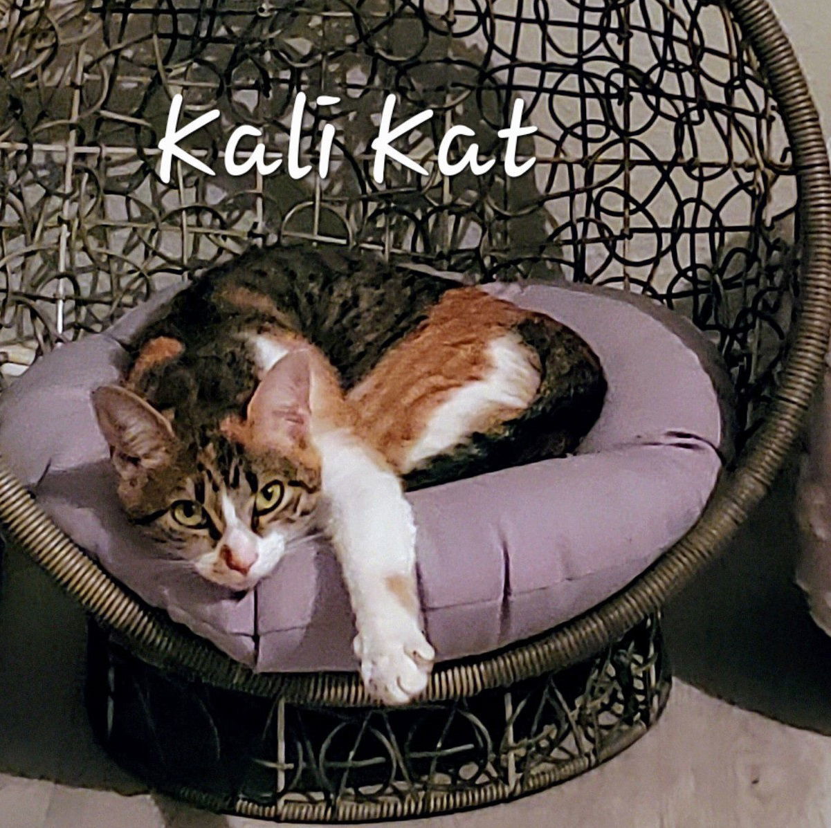 Kali Kat #tiny-tempest