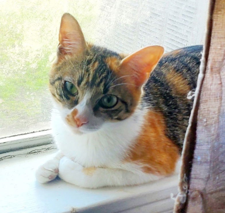Kali Kat #tiny-tempest