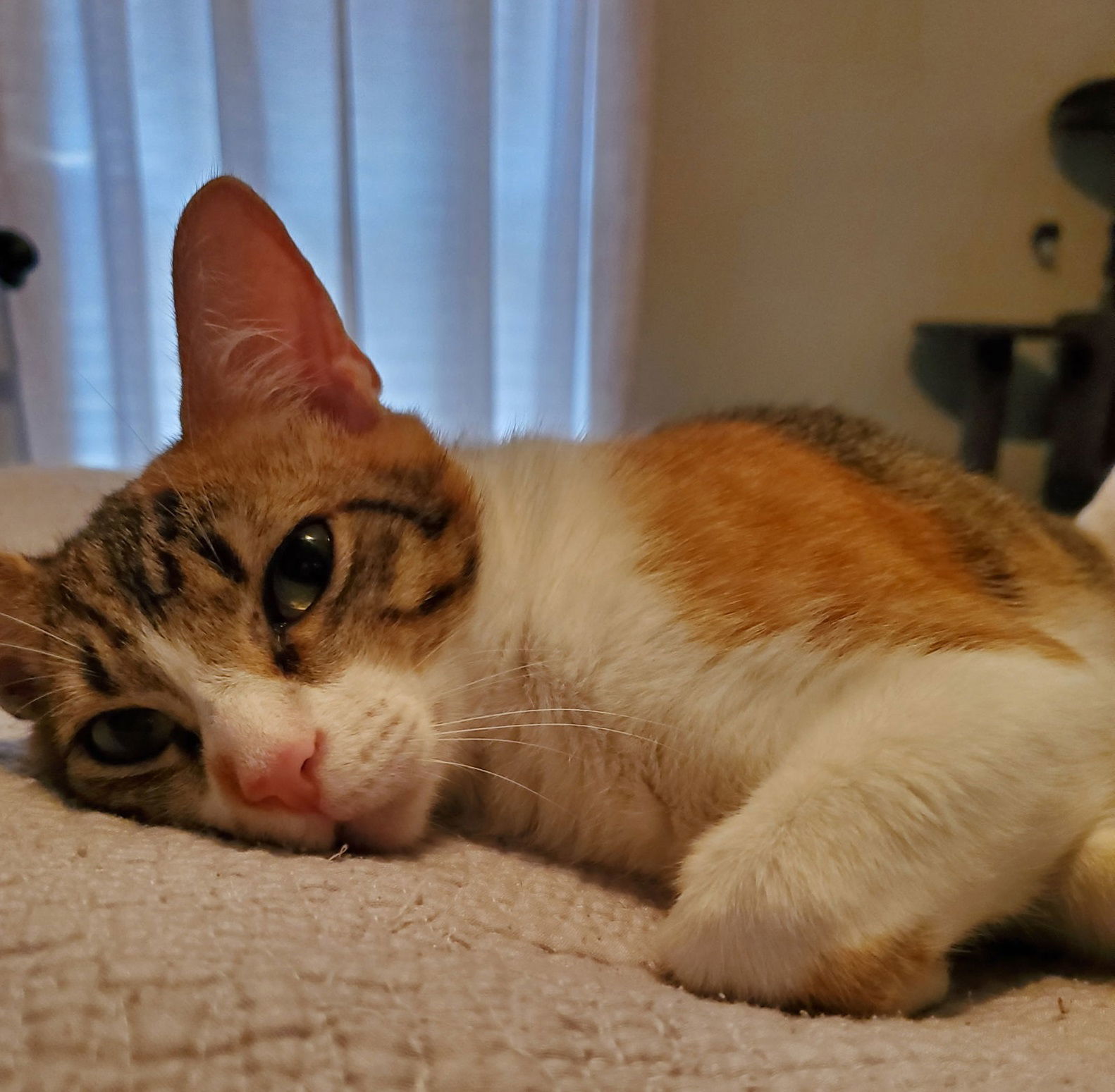 Kali Kat #tiny-tempest