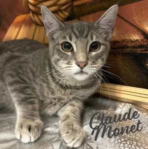 ONE OF THE ARTIST-COLONY LITTER DOB 7124 Hey there everyone Im Claude Monet a handsome blue 