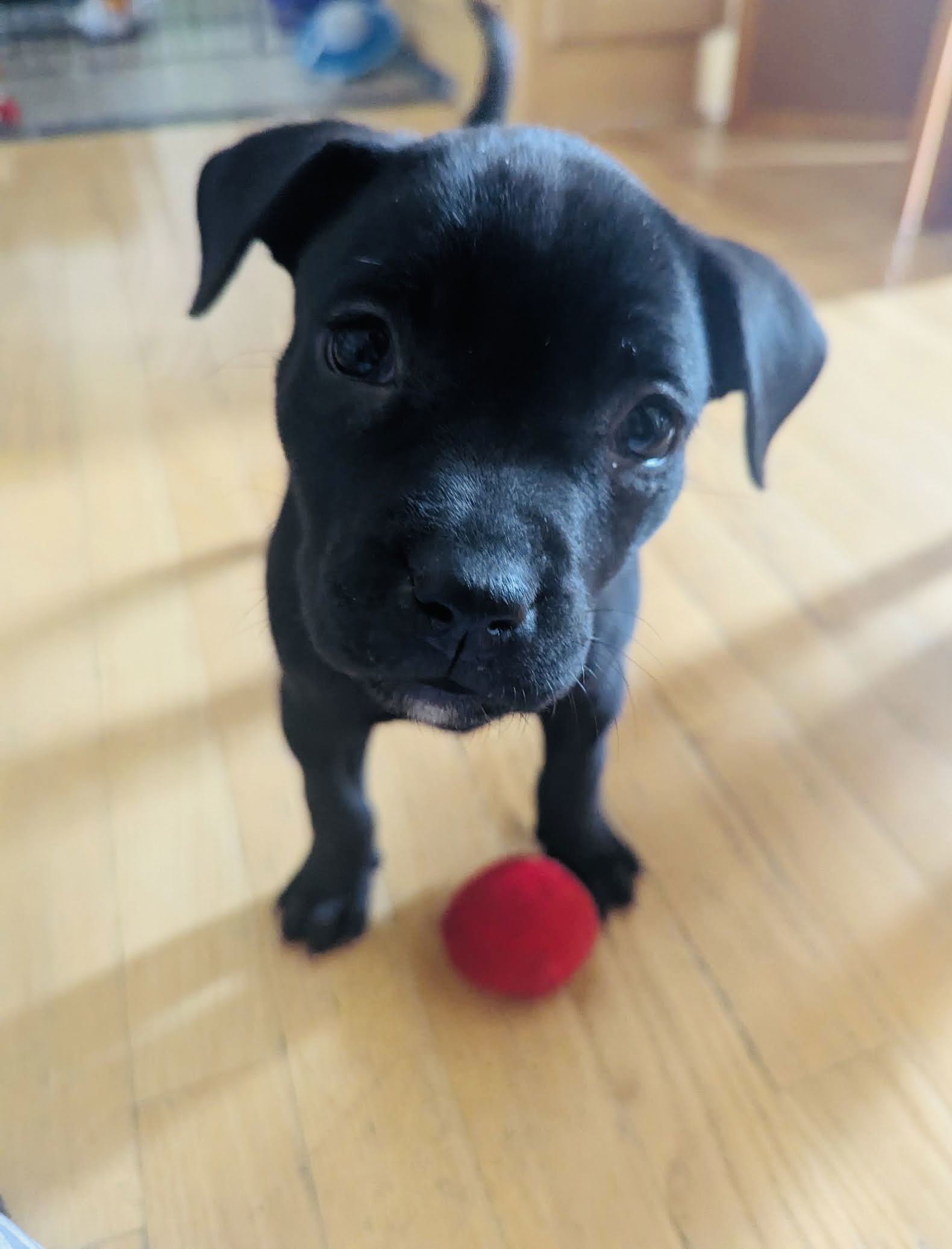 Dylan