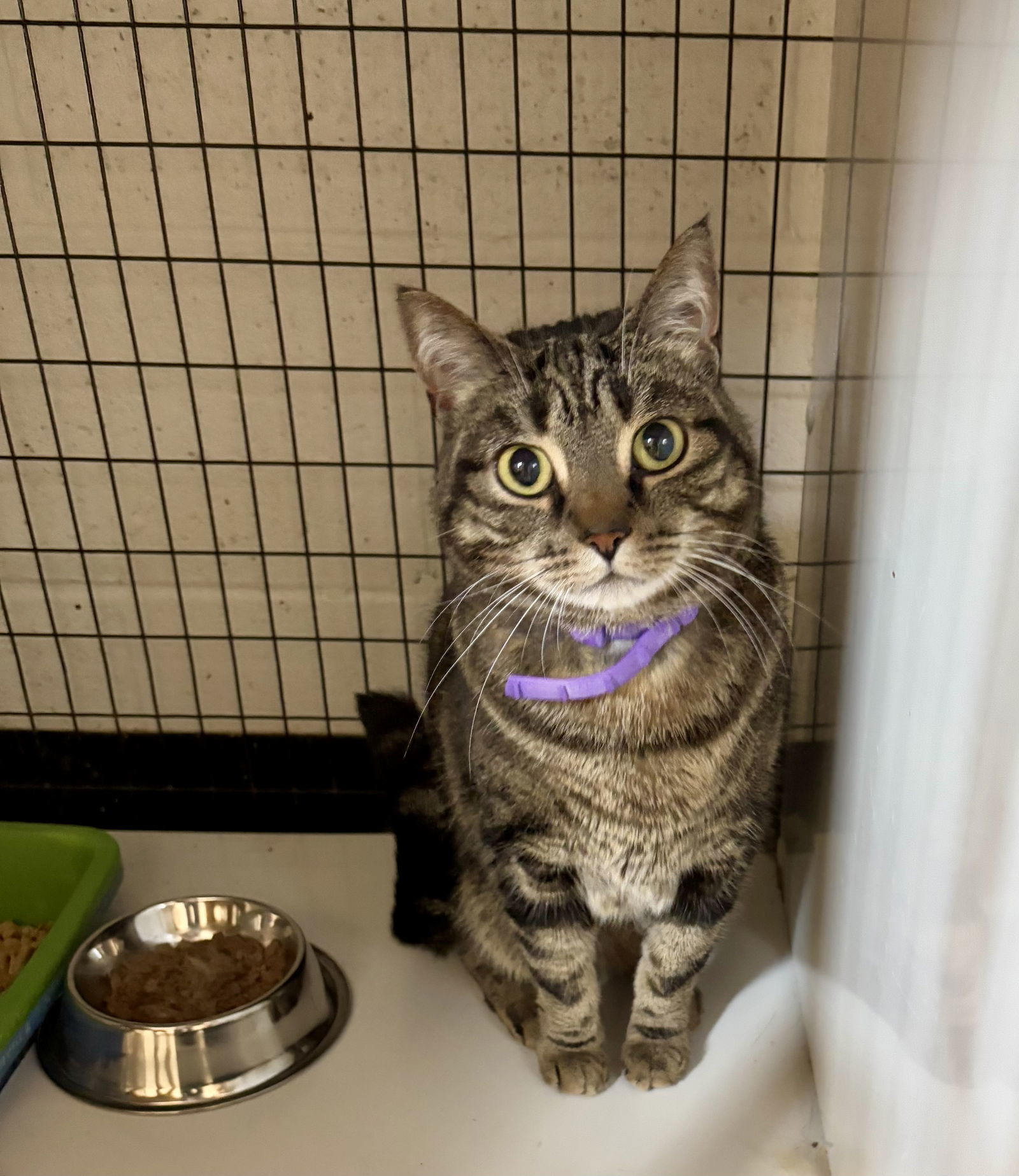 PHOEBE ROSER (Spayed!)