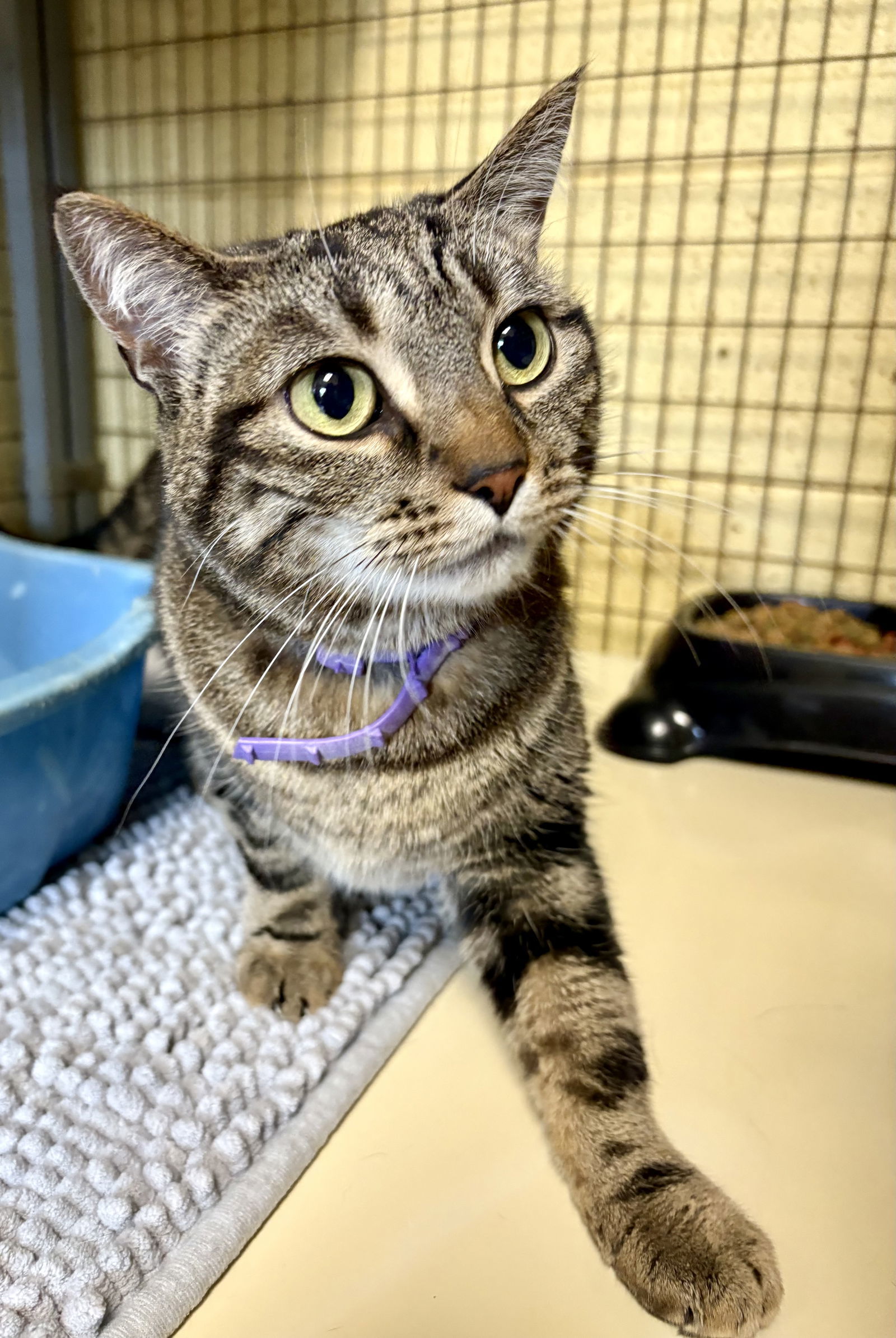 PHOEBE ROSER (Spayed!)