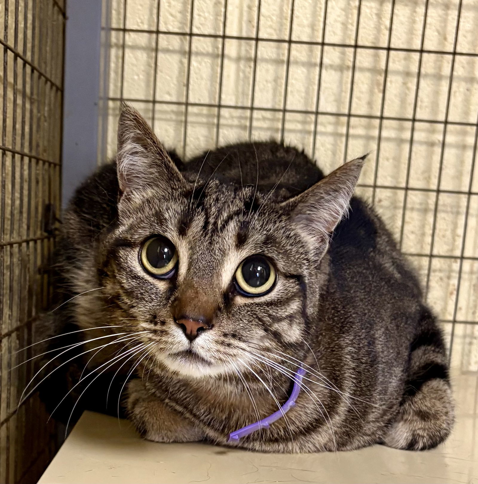 PHOEBE ROSER (Spayed!)