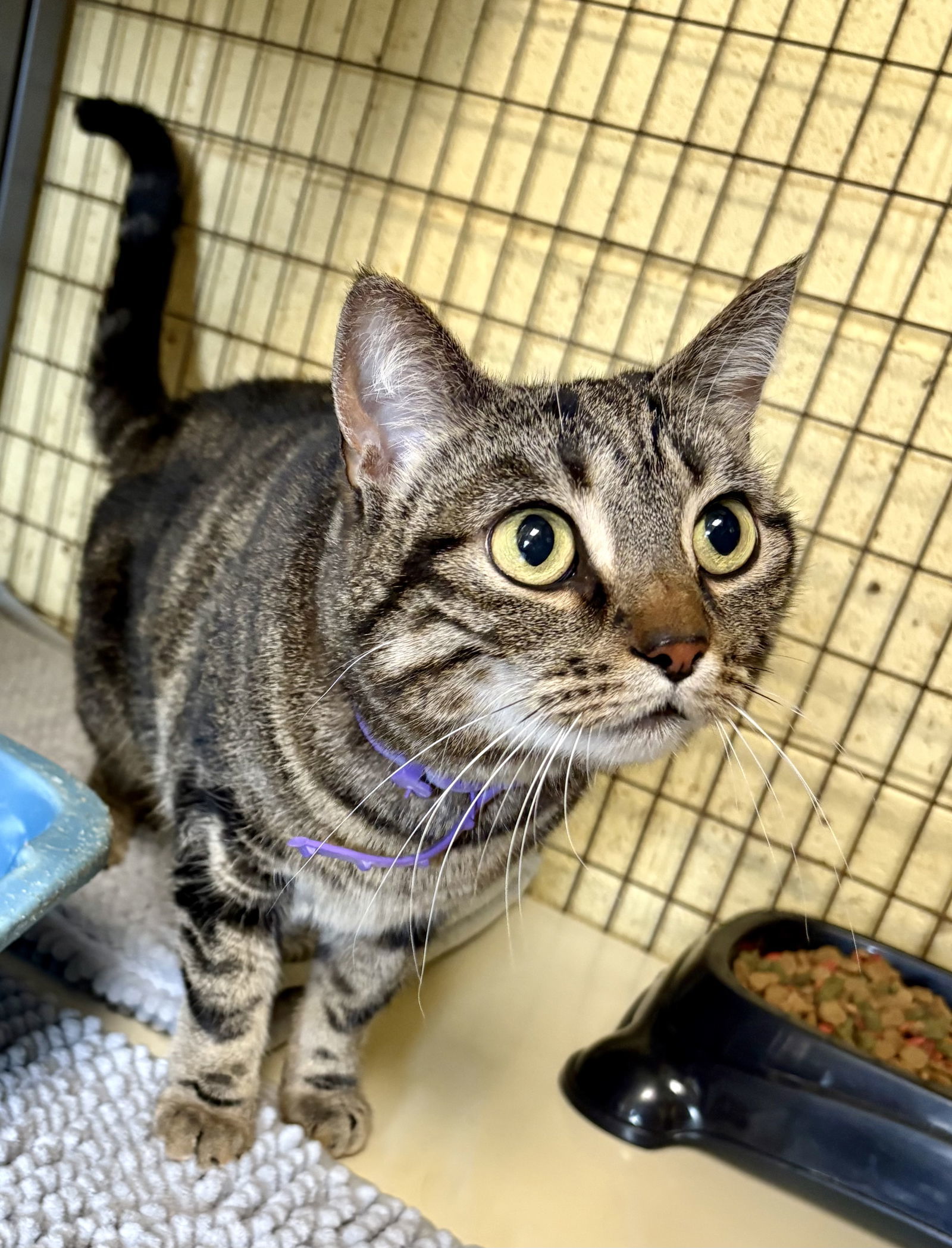 PHOEBE ROSER (Spayed!)