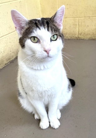 SNOOPY (Neutered!)