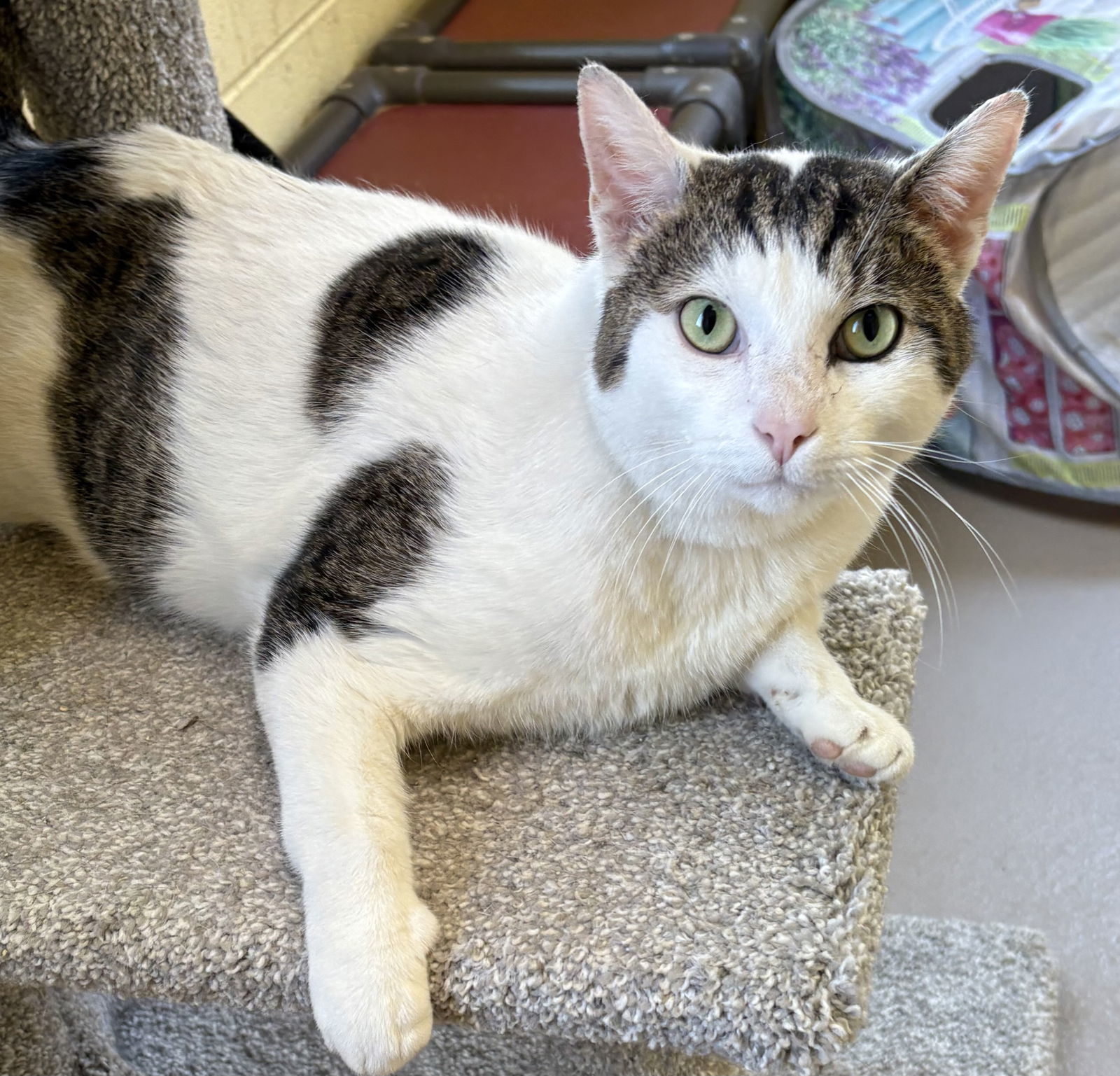 SNOOPY (Neutered!)